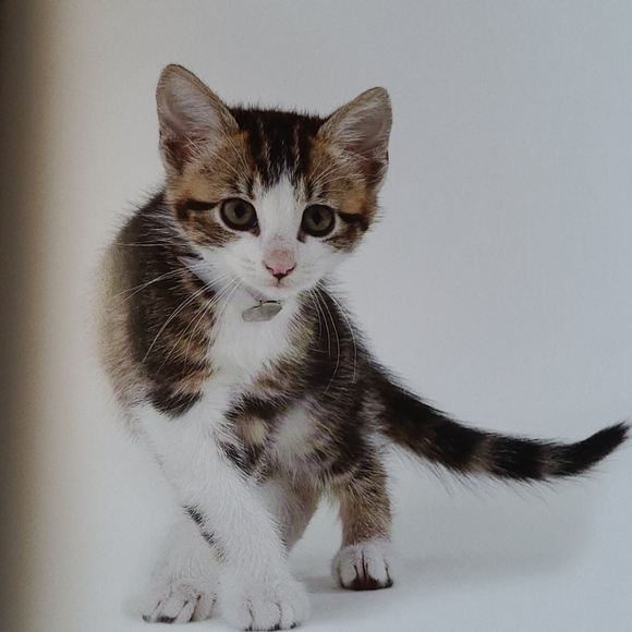 Book "Shelter Cats" by Michael Kloth - Picture 12 of 12